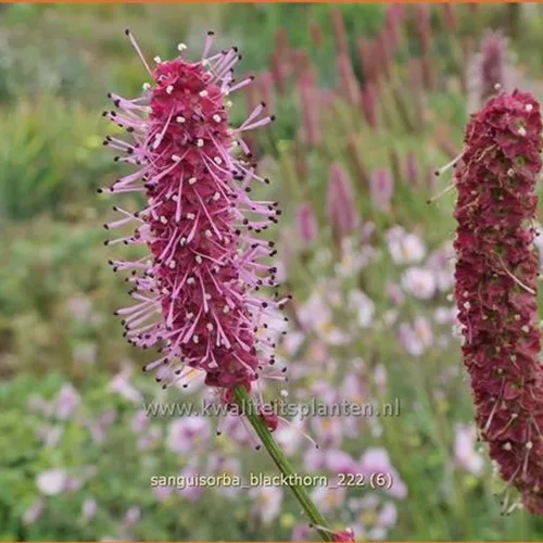 Sanguisorba 'Blackthorn'