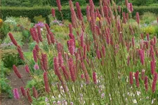 Sanguisorba 'Blackthorn'