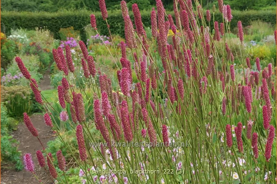 Sanguisorba 'Blackthorn'