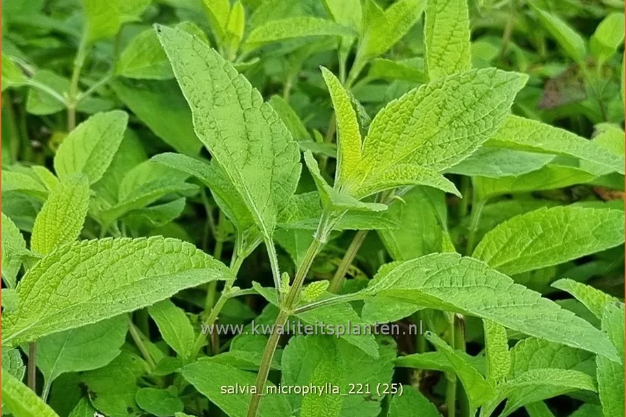 Salvia microphylla