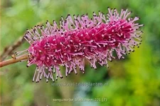 Sanguisorba 'Blackthorn'