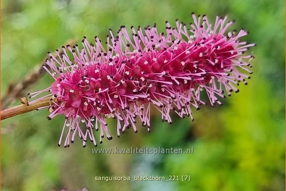 Sanguisorba 'Blackthorn'