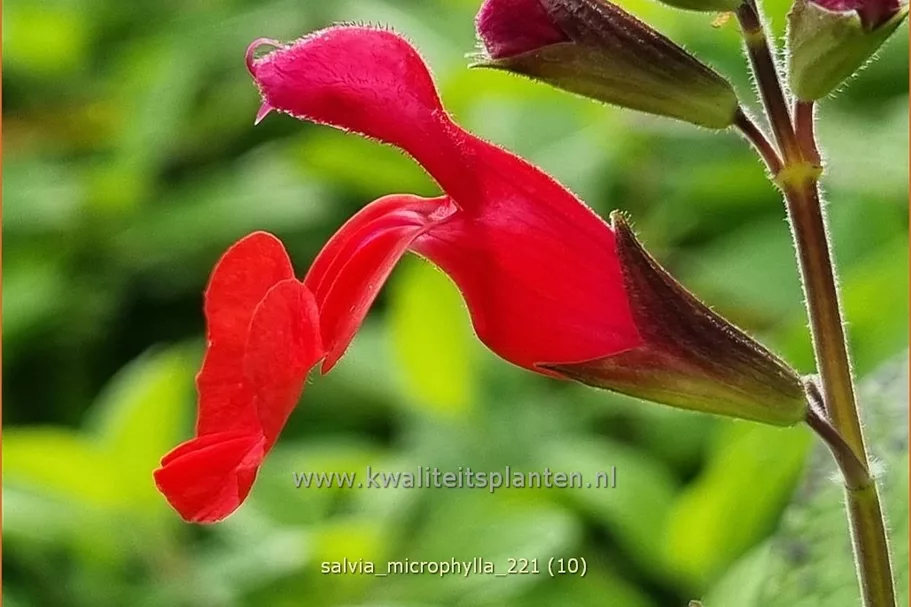 Salvia microphylla
