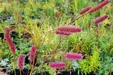 Sanguisorba 'Blackthorn'
