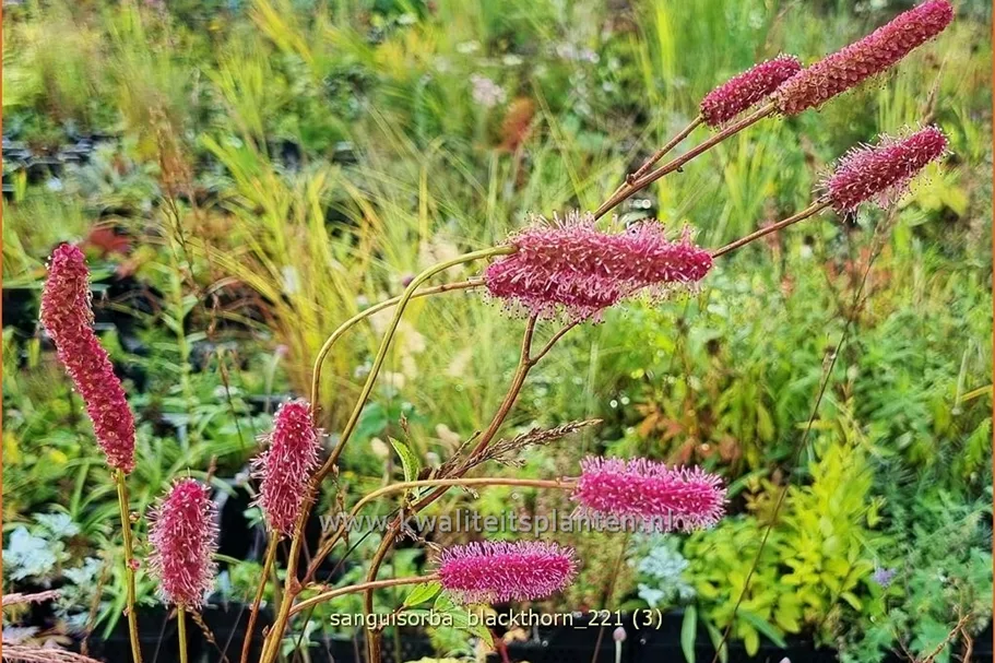 Sanguisorba 'Blackthorn'