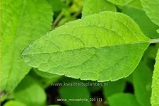 Salvia microphylla