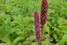 Sanguisorba 'Blackthorn'