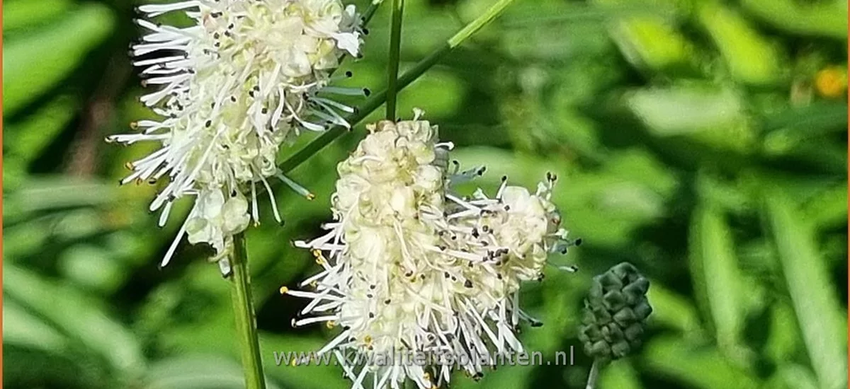 Sanguisorba 'Burr Blanc'