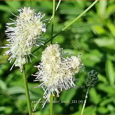 Sanguisorba 'Burr Blanc'
