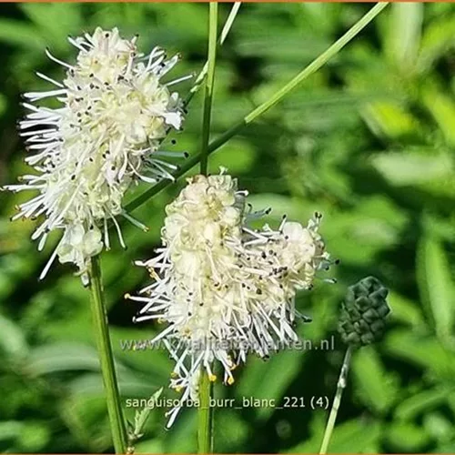 Sanguisorba 'Burr Blanc'