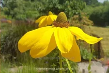 Rudbeckia nitida 'Juligold'