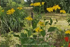 Rudbeckia nitida 'Juligold'