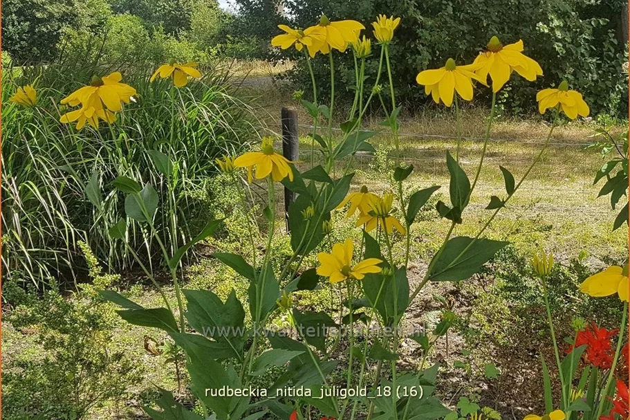 Rudbeckia nitida 'Juligold'