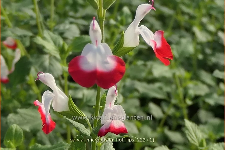 Salvia microphylla 'Hot Lips'