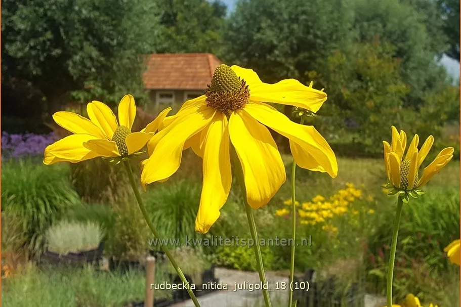 Rudbeckia nitida 'Juligold'