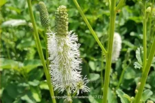 Sanguisorba canadensis