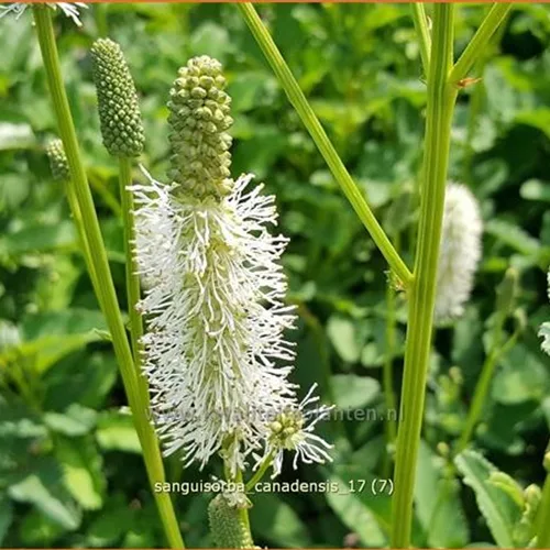 Sanguisorba canadensis