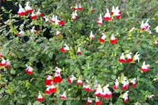 Salvia microphylla 'Hot Lips'