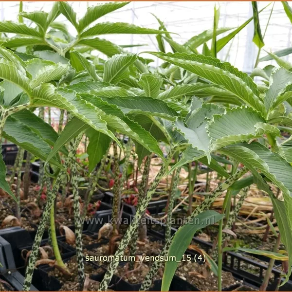 Sauromatum venosum