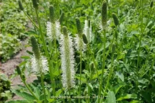 Sanguisorba canadensis