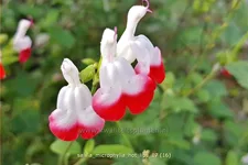 Salvia microphylla 'Hot Lips'