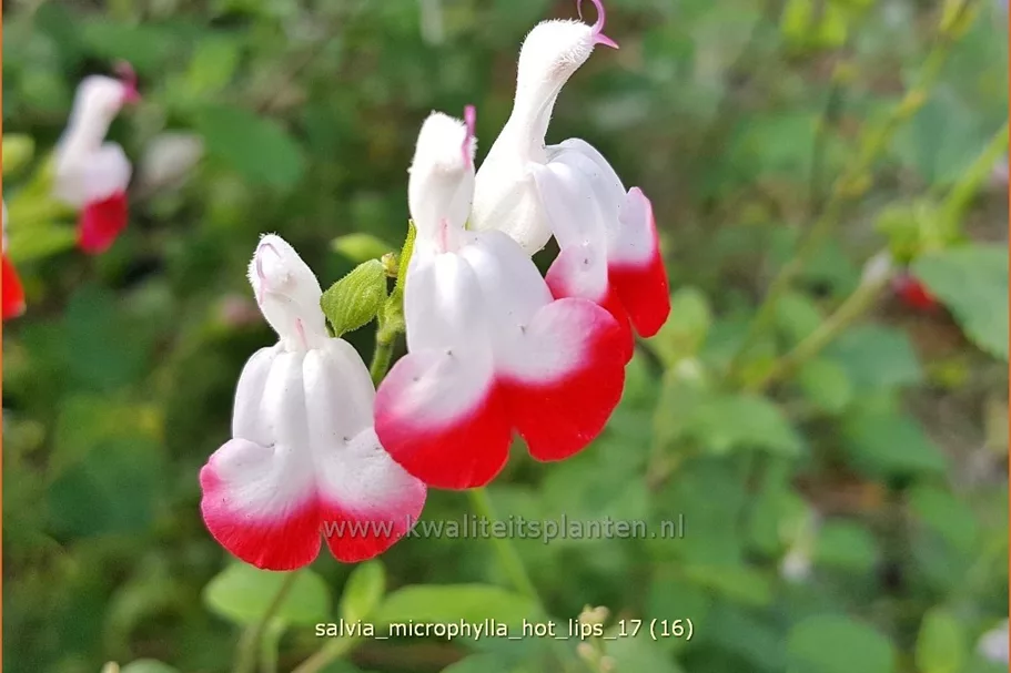 Salvia microphylla 'Hot Lips'