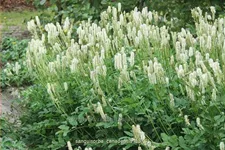 Sanguisorba canadensis
