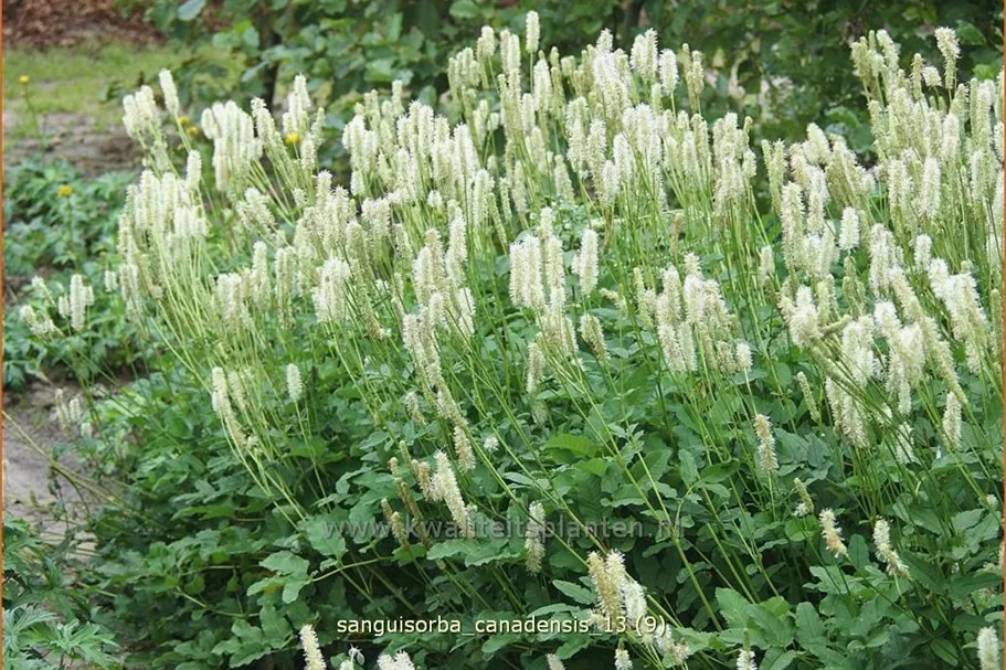 Sanguisorba canadensis