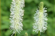 Sanguisorba canadensis