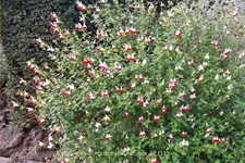 Salvia microphylla 'Hot Lips'