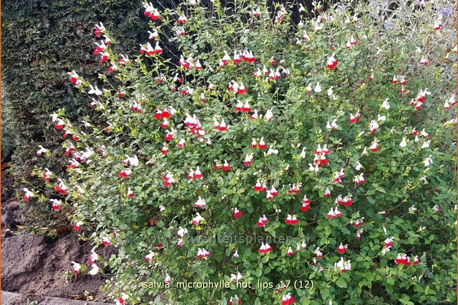 Salvia microphylla 'Hot Lips'