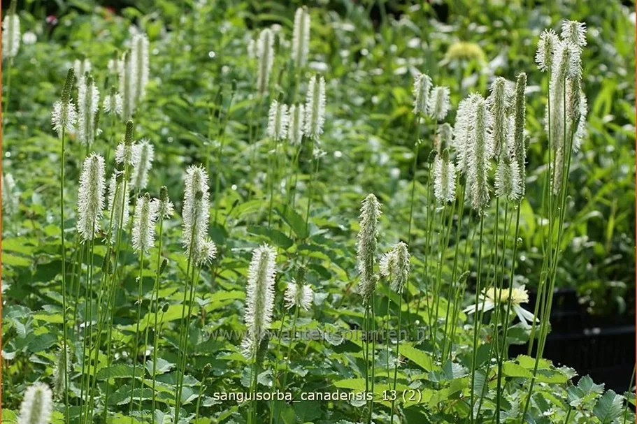 Sanguisorba canadensis