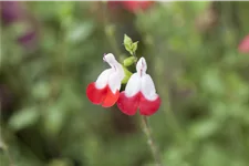 Salvia microphylla 'Hot Lips'