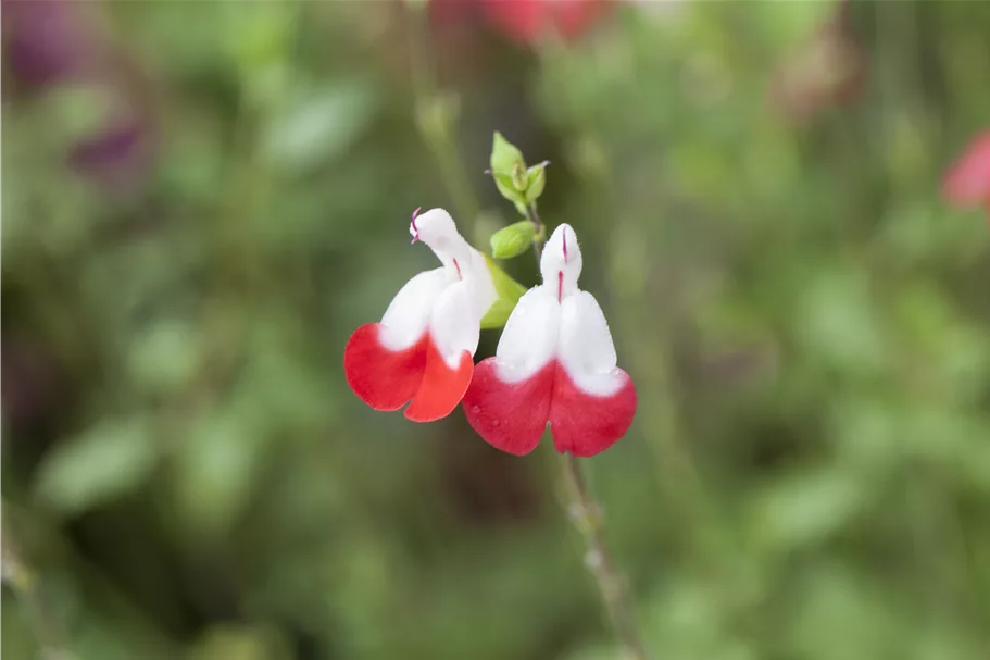 Salvia microphylla 'Hot Lips'