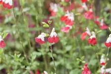 Salvia microphylla 'Hot Lips'