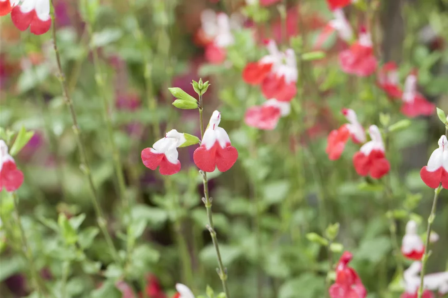 Salvia microphylla 'Hot Lips'