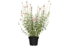 Salvia microphylla 'Hot Lips'