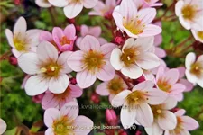 Saxifraga 'Apple Blossom'
