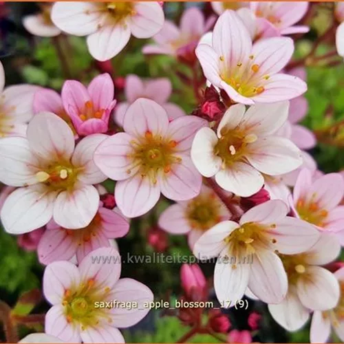 Saxifraga 'Apple Blossom'