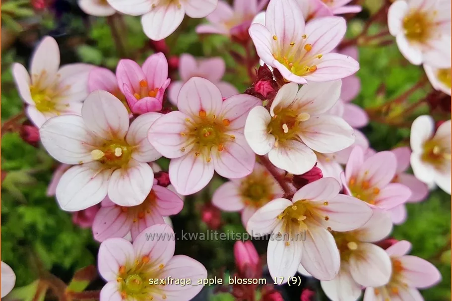 Saxifraga 'Apple Blossom'