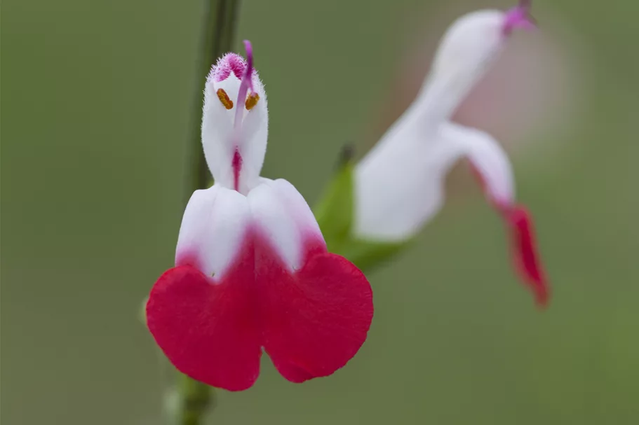 Salvia microphylla 'Hot Lips'