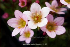 Saxifraga 'Apple Blossom'