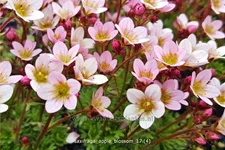 Saxifraga 'Apple Blossom'