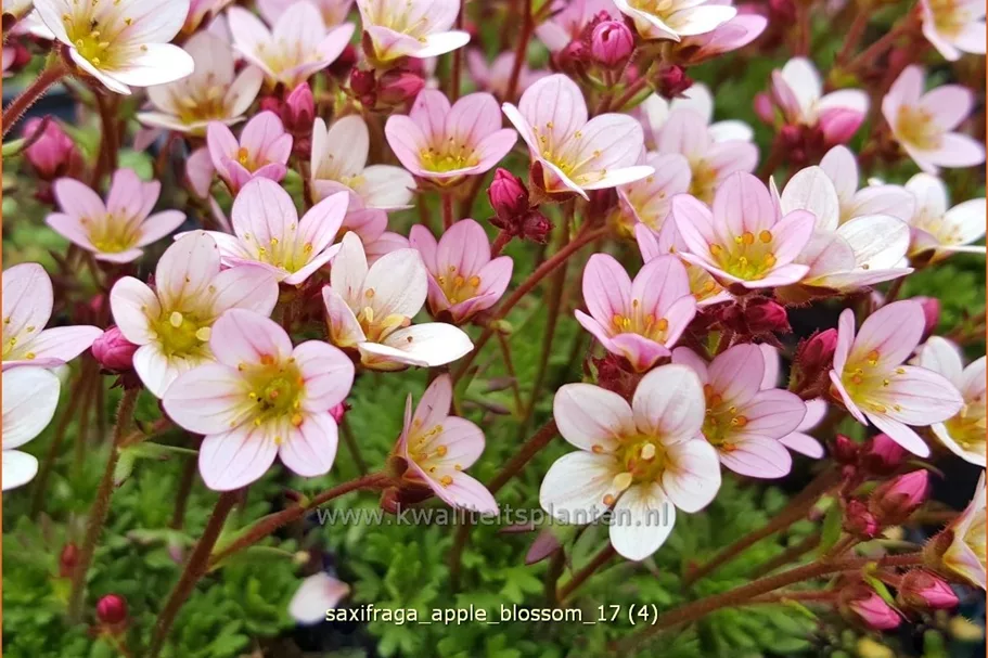 Saxifraga 'Apple Blossom'