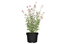 Salvia microphylla 'Hot Lips'
