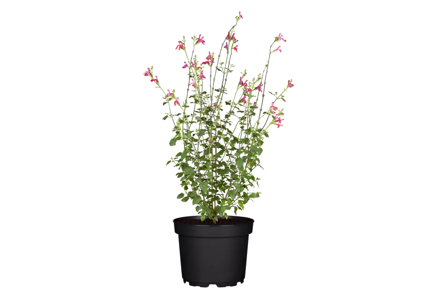 Salvia microphylla 'Hot Lips'