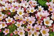 Saxifraga 'Apple Blossom'