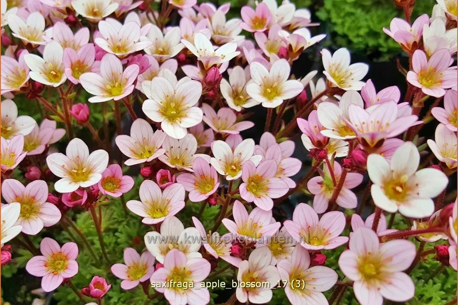 Saxifraga 'Apple Blossom'