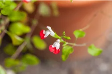 Salvia microphylla 'Hot Lips'