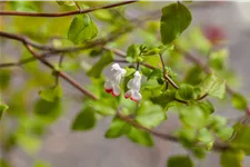 Salvia microphylla 'Hot Lips'